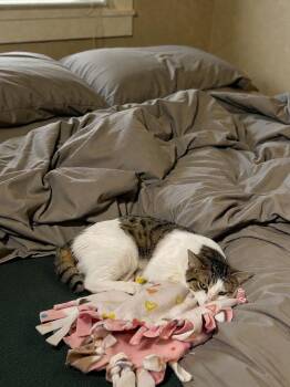 Domestic Short Hair Cats Available for Adoption - Owen (Bonded Pair With Ethan) | PetCurious