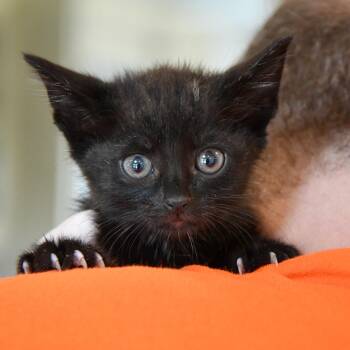 Rescue Domestic Short Hair Cats for Adoption in Dallas, Texas - Macadamia | PetCurious