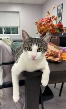 Rescue Domestic Short Hair Cats for Adoption in West Orange, New Jersey - Sunny | PetCurious