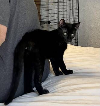 Danny -  Domestic Short Hair Cat for Adoption in Gardena, California - Danny | PetCurious