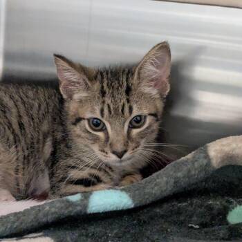 Lavon -  Domestic Short Hair Cat for Adoption in Hendersonville, North Carolina - Lavon | PetCurious