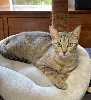 Libby -  American Shorthair and Domestic Short Hair Cat for Adoption in Richardson, Texas - Libby | PetCurious
