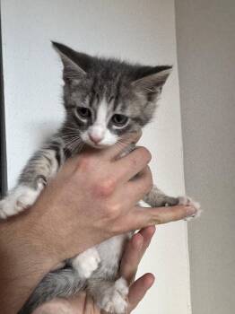 Poseidon -  Domestic Short Hair Cat Available for Adoption in Reston, Virginia - Poseidon | PetCurious