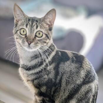 Rescue Tabby Cats for Adoption in Greenfield, California - Tails | PetCurious
