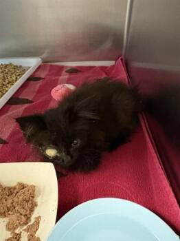 KILO -  Domestic Short Hair Cat for Adoption in Jacksonville, Florida - KILO | PetCurious