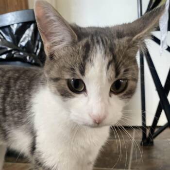 Rescue Domestic Short Hair Cats for Adoption in North Battleford, Saskatchewan - Clovis | PetCurious