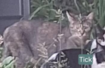 Tick -  Domestic Short Hair Cat for Adoption in Olney, Illinois - Tick | PetCurious