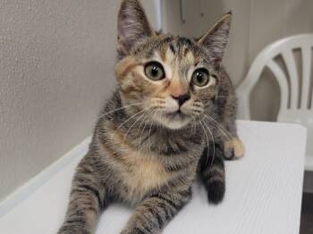 Blakely -  Torbie and Domestic Short Hair Cat for Adoption in Raleigh, North Carolina - Blakely | PetCurious