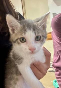 Gouda (The Cheese Litter) -  Domestic Short Hair Cat for Adoption in Mattoon, Illinois - Gouda (The Cheese Litter) | PetCurious