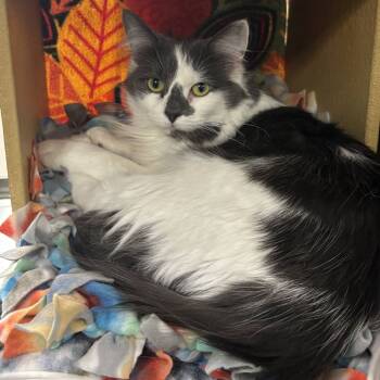 Rescue Domestic Medium Hair Cats for Adoption in Downers Grove, Illinois - Moon | PetCurious