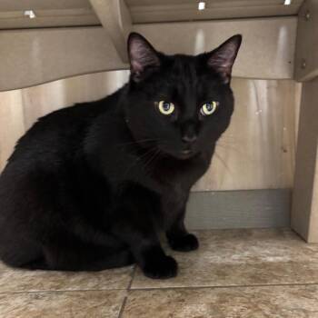 Domestic Short Hair Cats Available for Adoption - Benjamin | PetCurious