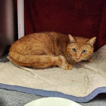 Domestic Short Hair Cats Available for Adoption in Walker, Michigan - Yann | PetCurious