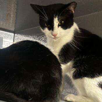 Domino -  Domestic Short Hair Cat Available for Adoption in Zimmerman, Minnesota - Domino | PetCurious