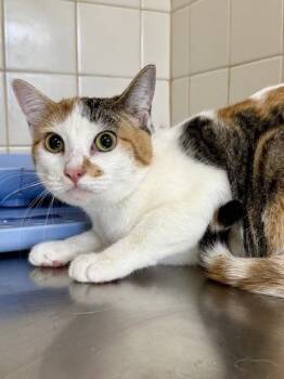 Domestic Short Hair Cats Available for Adoption in San Antonio, Texas - California | PetCurious
