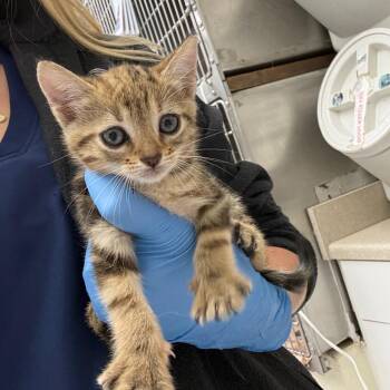 Pepper 26-06-008 -  Domestic Short Hair Cat Available for Adoption in Bastrop, Texas - Pepper 26-06-008 | PetCurious
