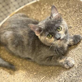 Lida -  Domestic Short Hair Cat for Adoption in Ridgely, Maryland - Lida | PetCurious