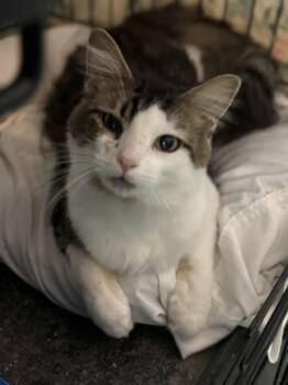 Rescue Domestic Short Hair Cats for Adoption in Mokena, Illinois - Patch | PetCurious