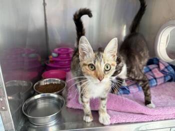Domestic Medium Hair Cats Available for Adoption in Antioch, California - CHARLOTTE DE WITTE | PetCurious
