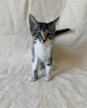 Pearl -  Domestic Short Hair Cat for Adoption in Buffalo, Minnesota - Pearl | PetCurious