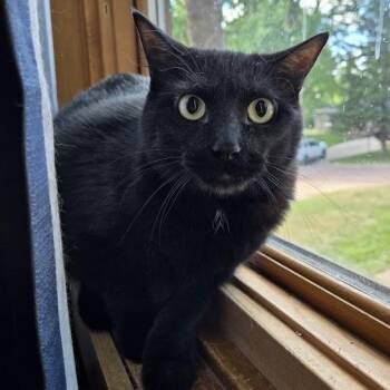 Phantom -  Domestic Short Hair Cat for Adoption in Sioux Falls, South Dakota - Phantom | PetCurious