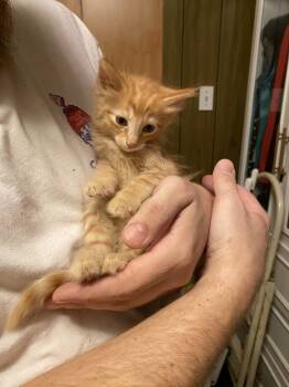 Rescue Domestic Short Hair Cats for Adoption in West Mifflin, Pennsylvania - Izzy | PetCurious