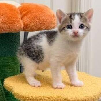 Woody -  Domestic Short Hair Cat for Adoption in Winchester, Virginia - Woody | PetCurious