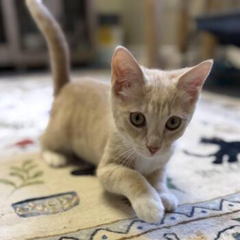 Peaches -  Tabby Cat for Adoption - Peaches | PetCurious