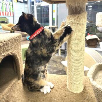 Sharlene -  Domestic Short Hair Cat for Adoption in Huntsville, Alabama - Sharlene | PetCurious
