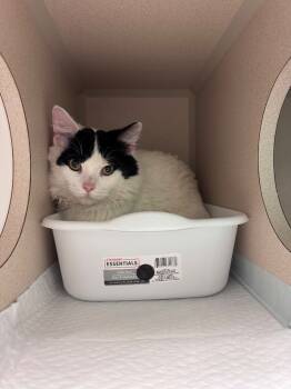 Rescue Domestic Long Hair Cats for Adoption in Morgantown, Kentucky - Logan | PetCurious