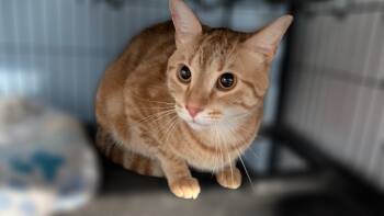 Rescue Domestic Short Hair Cats for Adoption in Magnolia, Texas - Blaze | PetCurious