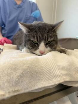 Domestic Short Hair Cats Available for Adoption - Gordon | PetCurious