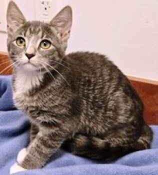 Grace -  Domestic Short Hair Cat for Adoption in Lebanon, Pennsylvania - Grace | PetCurious