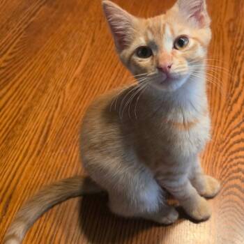 Poblano -  Domestic Short Hair Cat for Adoption in Warr Acres, Oklahoma - Poblano | PetCurious