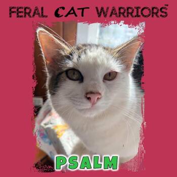 Domestic Medium Hair Cats Available for Adoption in Kingman, Arizona - Psalm | PetCurious