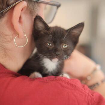 Raya -  Domestic Short Hair Cat for Adoption in San Jose, California - Raya | PetCurious