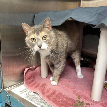 Ithaca -  Domestic Short Hair Cat for Adoption in Philadelphia, Pennsylvania - Ithaca | PetCurious