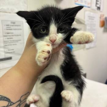 Domestic Medium Hair Cats Available for Adoption in Charleston, West Virginia - Stinkiest | PetCurious