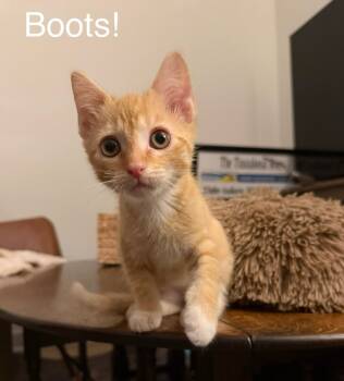 Rescue Domestic Short Hair Cats for Adoption in Herndon, Virginia - Boots | PetCurious