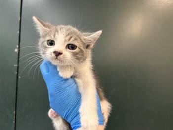 Domestic Short Hair Cats Available for Adoption in Thousand Palms, California - QUEBEC | PetCurious