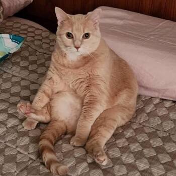 Sophie -  Domestic Long Hair Cat for Adoption in Springfield, Missouri - Sophie | PetCurious