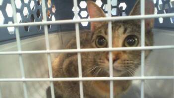 ASTRA -  Domestic Short Hair Cat for Adoption in Charlotte, North Carolina - ASTRA | PetCurious