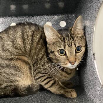 Domestic Short Hair Cats Available for Adoption in Greenville, South Carolina - Cinder | PetCurious