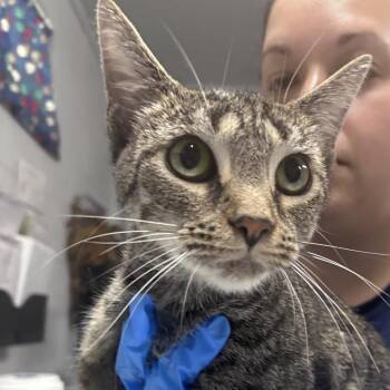 Baby Ruth -  Domestic Short Hair Cat for Adoption in Summerville, South Carolina - Baby Ruth | PetCurious