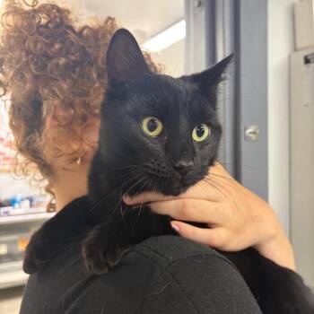 Domestic Short Hair Cats Available for Adoption in Spokane, Washington - Toto | PetCurious