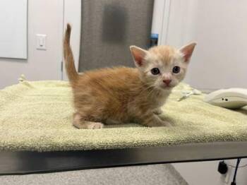 Domestic Short Hair Cats Available for Adoption in Kansas City, Missouri - Taffy | PetCurious