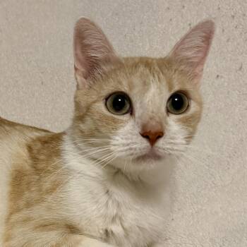 Mara -  Domestic Short Hair Cat for Adoption in Blaine, Minnesota - Mara | PetCurious