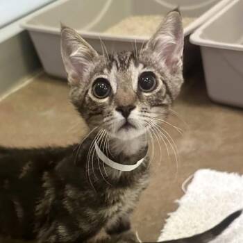 Kimo -  Domestic Short Hair Cat for Adoption in Walnut Creek, California - Kimo | PetCurious