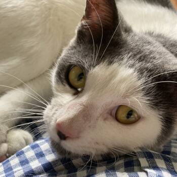 Rescue Domestic Short Hair Cats for Adoption in Houston, Texas - Happy | PetCurious