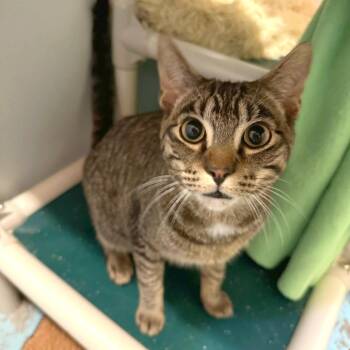 Domestic Short Hair Cats Available for Adoption - Simba | PetCurious