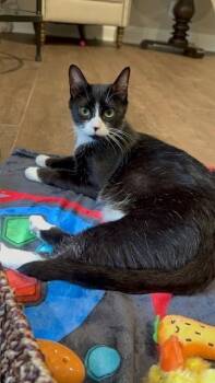 Rescue American Shorthair Cats for Adoption in Lake Ronkonkoma, New York - Baby | PetCurious